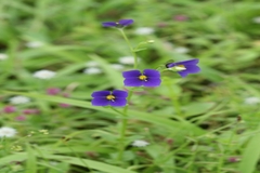 Exacum pumilum
